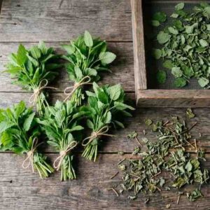 how to dry lemon balm for tea