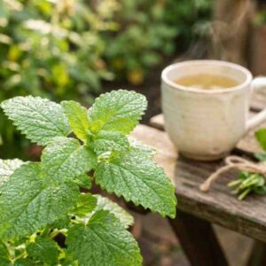 lemon balm herb benefits and uses