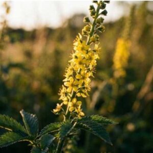 agrimonia-eupatoria