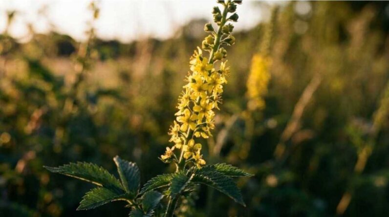 agrimonia-eupatoria