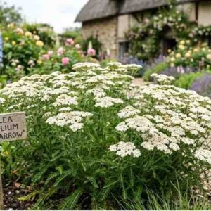 grow yarrow