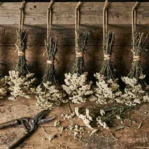 how to dry yarrow