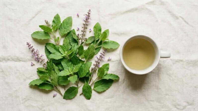 holi basil benefits