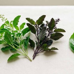 Is Tulsi and Holy Basil the Same
